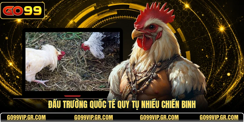 Đấu trường quốc tế quy tụ nhiều chiến binh